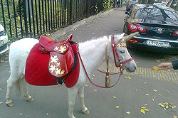 Белая пони Дафна