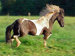 Басский пони