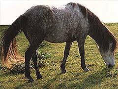 Боснийский пони