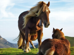 Тибетский пони
