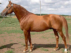 Донская  порода лошадей