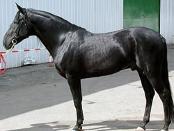 Карабаирская  порода лошадей