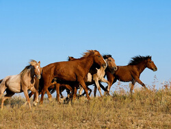 Казахская  порода лошадей