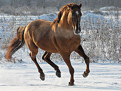 Кустанайская  порода лошадей