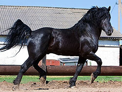 Литовская  тяжеловозная порода лошадей