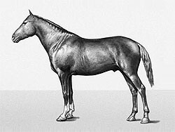 Мегрельская порода лошадей