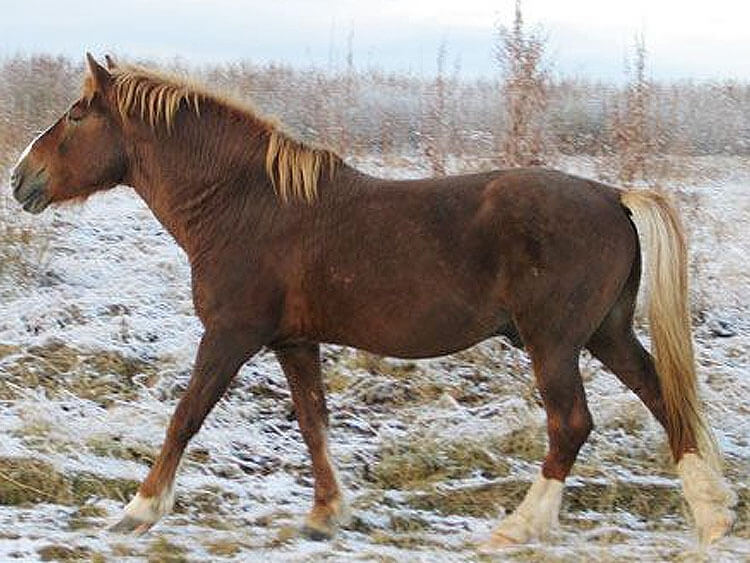 Лошадь Мезенская: описание породы, характеристики, уход, содержание и отзывы