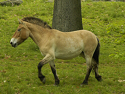 Монгольская  порода лошадей