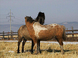 Забайкальская   порода лошадей
