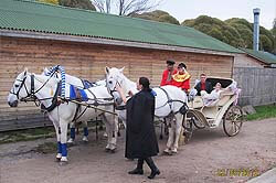 Предоставляем лошадей для свадеб