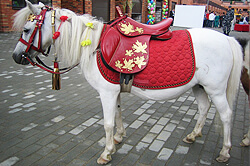 Лошади с доставкой, верховые лошади на заказ: пони Дафна на празднике