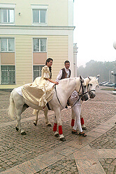 Лошади с доставкой, верховые лошади на заказ: лошади на свадьбе